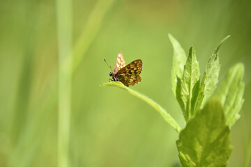 butterfly. beautiful delicate butterfly. butterfly sits on the meadow grass. Blurred green grass in the background, insects macro. environment, copy space. spring or summer season. soft focus