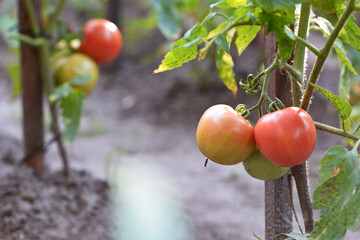 red ripe tomato growing with leaves and plant in the farm over out of focus green background....