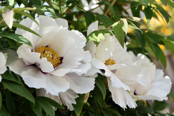 Peony flower. large white flowers with green leaves. delicate white peony flowers with yellow pollen inside, blooming in the garden. beautiful multi-colored peony, macro close-up background.