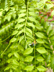 green leaves background