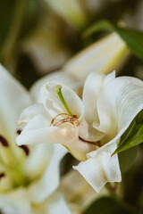 Wedding Rings on a Leaf Petal