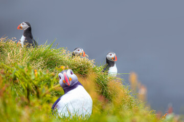 Atlantic puffins (Fratercula arctica) on a rock