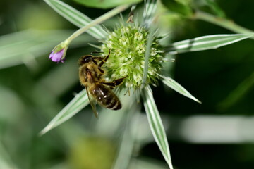 Biene auf einer Feld-Mannstreu-Blüte