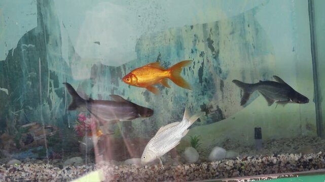 Bala shark fish, Young bream, carp and minnows swim in the aquarium. Freshwater river fish in an aquarium. The giant pangasius (Pangasius sanitwongsei) are swimming in freshwater aquarium. 4K Footage.
