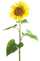 Fototapeta premium A bright and cheerful yellow sunflower standing tall in a green vase, perfect for adding a pop of color to any room or as a thoughtful gift