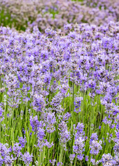 Fototapeta premium Rows Of Cotswold Lavendar At Snowshill, Worcestershire