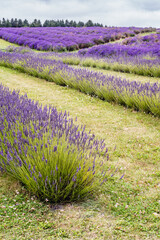 Naklejka premium Rows Of Cotswold Lavendar At Snowshill, Worcestershire