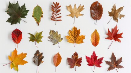 Fototapeta premium A variety of leaf shapes. Oak maple, and other deciduous tree leaves