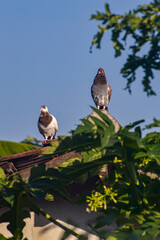 Homing pigeons are a type of domestic pigeon that have been selectively bred for their ability to find their way home over very long distances.