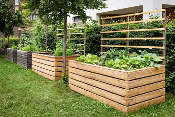 Garden Raised Bed in Community Garden. Modern High Wooden Garden Beds in Vegetables Garden.