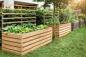 Garden Raised Beds in Vegetable Garden. Modern Gardening. Wooden High Garden Beds with Vegetable...
