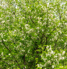 Blooming white acacia flowers on nature
