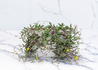 Othanna ruby necklace plant in a white ceramic pot on a marble floor with copy space