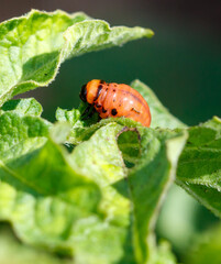 Colorado potato beetle on potato leaves. Close-up