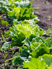 Cabbage plants in the ground in the garden