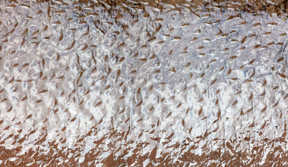 Hippopotamus skin as an abstract background. Texture