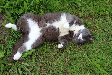 Gray smoky cat with white chest sleeps lying on back with tucked front legs on green grass in garden on summer cloudy day. Horizontal photo, close-up