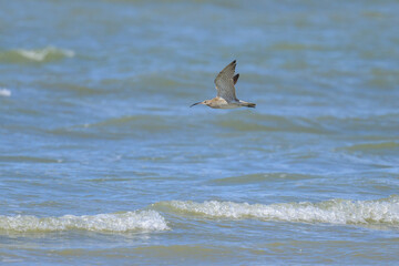 A Whimbrel in flight on a sunny day