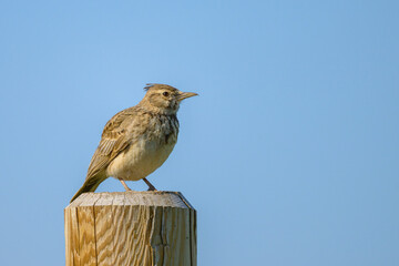 A Crested Lark standing on a wooden pole
