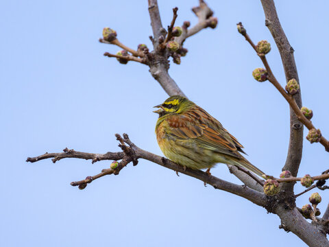 A Cirl Bunting sitting on a small twig