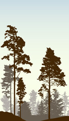 Coniferous forest, silhouette of pine trees and spruces, beautiful landscape. Vector illustration