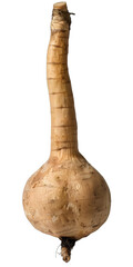 [Transparent Background PNG]Close Up of Single Jicama Root on White Background