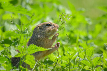 A European ground squirrel in a meadow in spring
