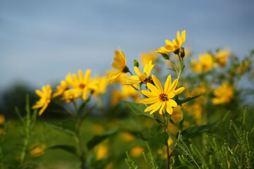 Helianthus tuberosus or topinambur or jerusalim artichoke with a bee