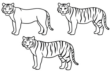 Fototapeta premium Tiger line art illustration Design Concepts