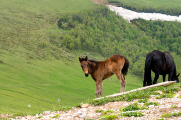 Fototapeta premium Brown foal stands on hillside with green, forested valley