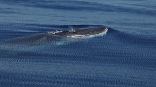 Fin whale breathing in sea surface in Pelagos Sanctuary Ligurian Sea, Mediterranean, Italy - Second largest animal of planet earth