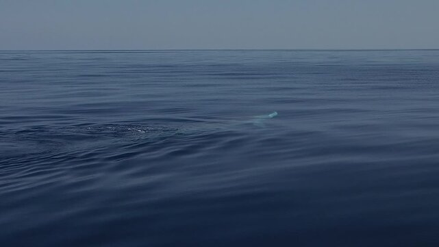 Fin whale breathing in sea surface in Pelagos Sanctuary Ligurian Sea, Mediterranean, Italy - Second largest animal of planet earth