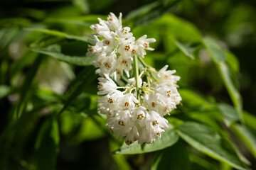 A close up shot of bell-shaped, fragrant buds and flowers of the Staphylea Pinnata amid green leaves spring flower background