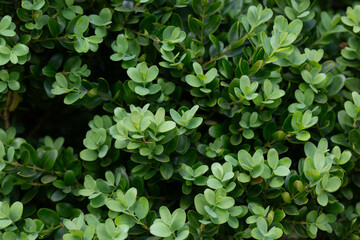 Buxus microphylla is a type of dwarf evergreen shrub plant found in Japan. Background of green leaves.