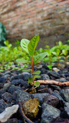 Photograph of young green plant growing at sunlight in the garden.