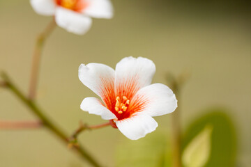 Obraz premium Close-up white Tung tree flower blooms. Aleurites Fordii Airy Shaw or Vernicia fordii, usually known as the tung or tung oil tree in spring. Delightful white-orange inflorescences on a blurred
