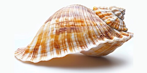 Obraz premium A detailed shot of a shell on a clean white background, ideal for use in still life or nature-themed designs