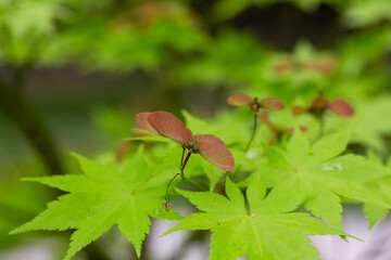 Close up blooming maple in spring Seiryu Japanese Maple - Latin name - Acer palmatum Seiryu, natural green leafy background copispace