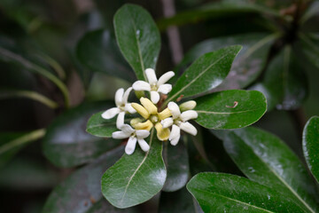 the flowering plant Pittosporum tobira, the Japanese pittosporum or Australian laurel, family Pittosporaceae. Small white-yellow flowers on a branch in spring.