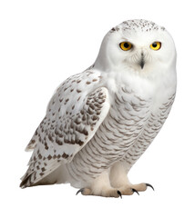 PNG Snowy owl animal white beak.