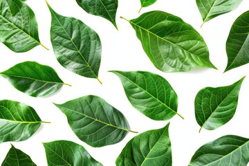 Fresh green leaves arranged on a white background