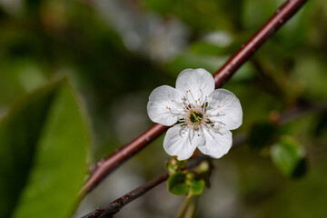 Prunus cerasus flowering tree flower, beautiful white petals tart dwarf cherry flowers in bloom. Garden fruit tree with blossom flowers