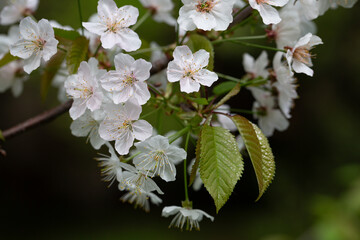 Prunus cerasus flowering tree flower, beautiful white petals tart dwarf cherry flowers in bloom. Garden fruit tree with blossom flowers