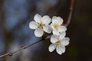 Fototapeta premium Prunus cerasus flowering tree flower, beautiful white petals tart dwarf cherry flowers in bloom. Garden fruit tree with blossom flowers