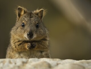 Naklejka premium Quokka habitat, highlighting the natural and charming habitat of quokkas