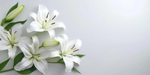 Beautiful white lilies on an isolated white background, branch of white lilies flowers, mourning or funeral background