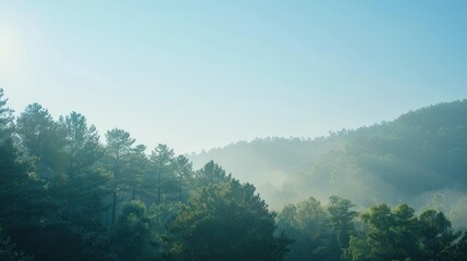 Naklejka premium A serene nature background with a sunlit forest and a clear blue sky