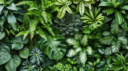 Fototapeta premium Green and attractive plants