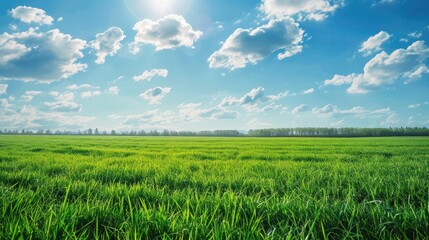 Obraz premium Green grass field and blue sky landscape