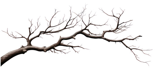 Obraz premium PNG Tree branch sketch plant.